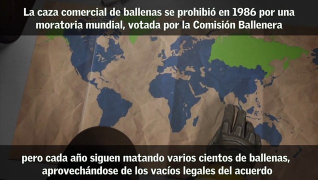 Ballenas Jorobadas En Rd