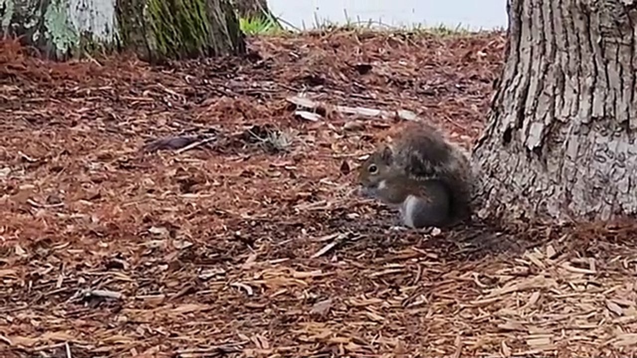 brown squirrel