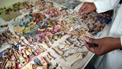 Hallazgo de cráneos completos de monos extintos