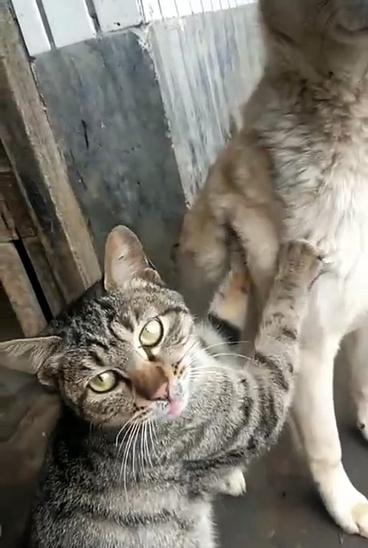 ⁣Cute animals😼🦮🙄#animals #shorts #cuteanimals