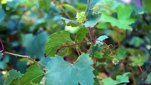 The secret to growing grapes has been passed down from our ancestors. Grapes are fruity and sweet