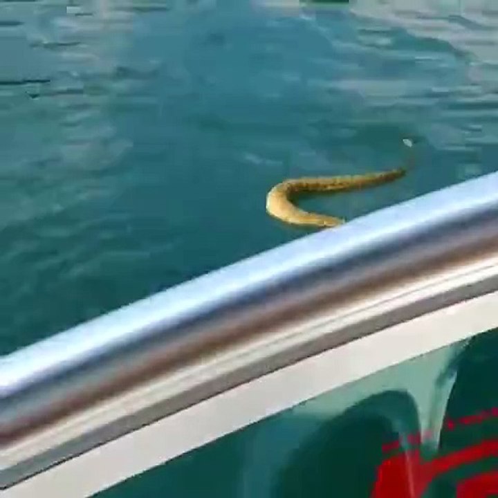 Serpiente persigue familia en un bote