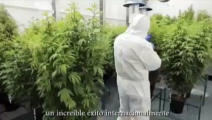 ¿Legalizar el cannabis en la República Dominicana?