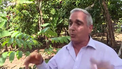 Con viejas recetas, español reforesta Amazonía peruana