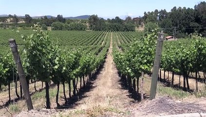 Nuevas tecnologías prometen revolucionar el vino chileno