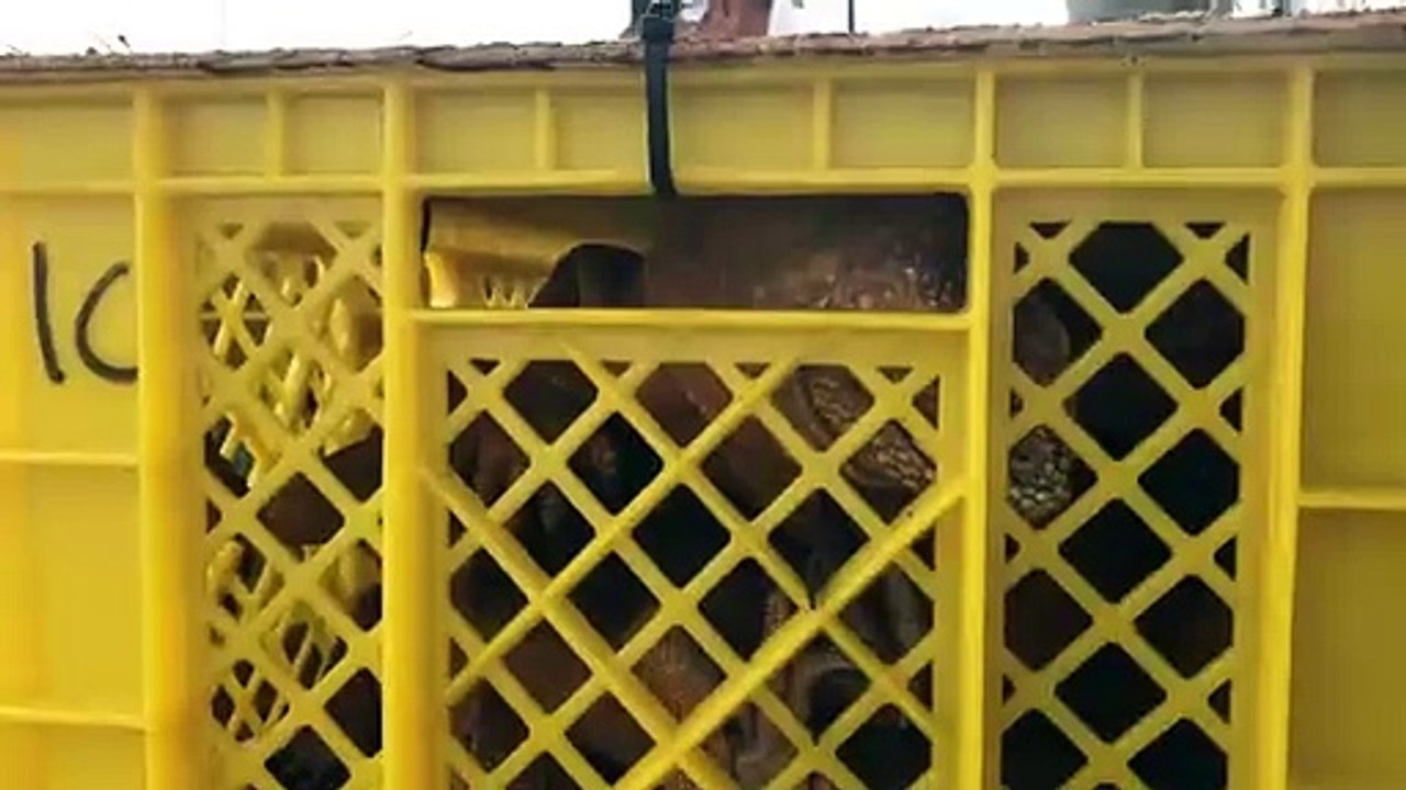 Introducen iguanas en isla ecuatoriana de Galápagos