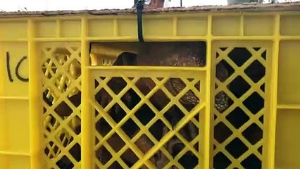 Introducen iguanas en isla ecuatoriana de Galápagos