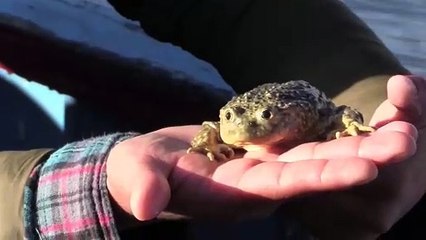 Una isla boliviana busca convertirse en santuario para la rana gigante del Titicaca