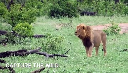 León derriba a un búfalo