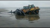 Ballena muere en playa chilena pese a intentos por salvarla