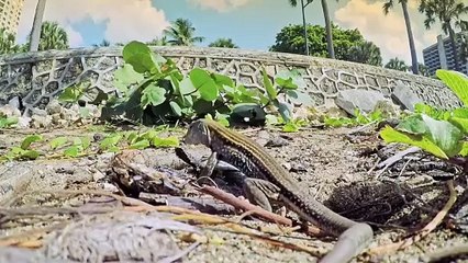 EL ciclo de las tortuguitas marinas