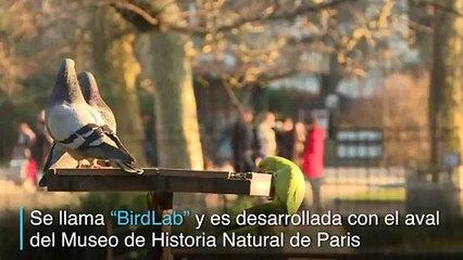 Una aplicación para móviles que sirve para estudiar aves