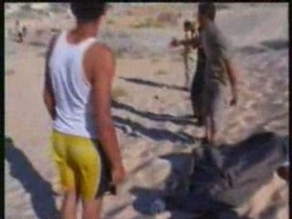 Gaza_beach_rushes