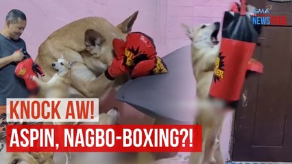 Knock Aw! Aspin, nagbo-boxing?! | GMA Integrated Newsfeed