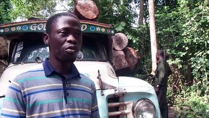 Intentan salvar a los tímidos elefantes de Nigeria