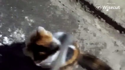 Kittens Always Ready for Playful Tussles 🐱