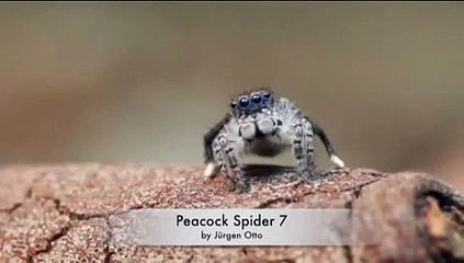 Cortejo Araña Pavo Real