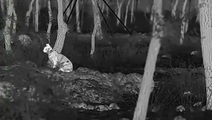 Así se adaptan los linces ibéricos Virgo y Vuelvepiedras al Cerrato palentino