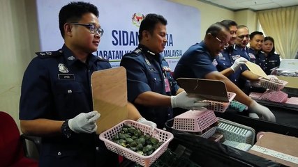 Malasia decomisa de más de 5,200 crías de tortuga traficadas desde China
