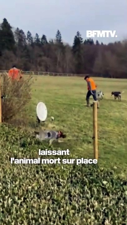 Deux chasseurs et leur meute de chiens s'introduisent dans la propriété de Luc Besson et tuent un cerf sous les yeux de sa mère de 85 ans