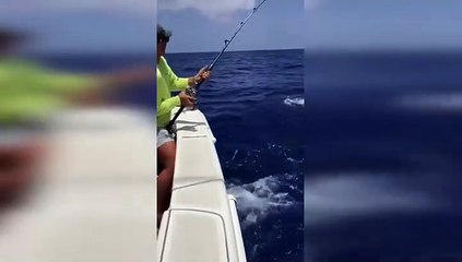Pesca De Marlin Blanco