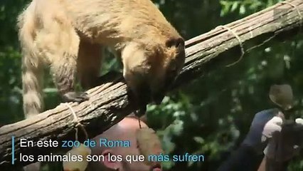 Los animales también sufren la ola de calor en Europa