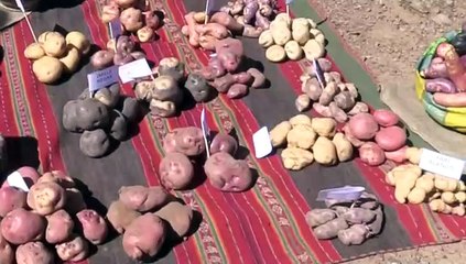 Las papas, la "columna vertebral" de los productores en el altiplano de Bolivia