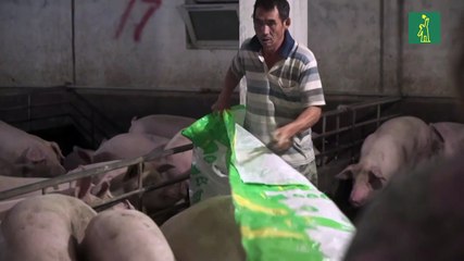 Peste porcina en China dispara precios e importaciones