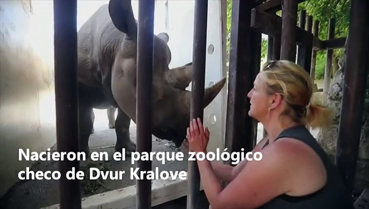 Rinocerontes negros viajan para preservar la especie en Ruanda