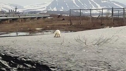 Oso polar hambriento aparece a 800 Km de su habitat natural