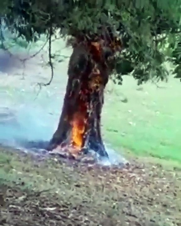 Árbol se quema luego de que “bola cayera del cielo”