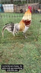 Beauy Blue Chicken Yellow Jacket Farm