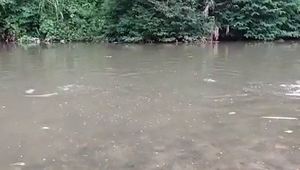 Ciudadanos de Monte Plata se unen para llenar de peces el río Ozama