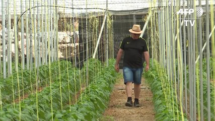 En el "mar de plástico" en España, los insectos reemplazan a los insecticidas