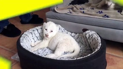 Dos nuevos leones blancos en Francia