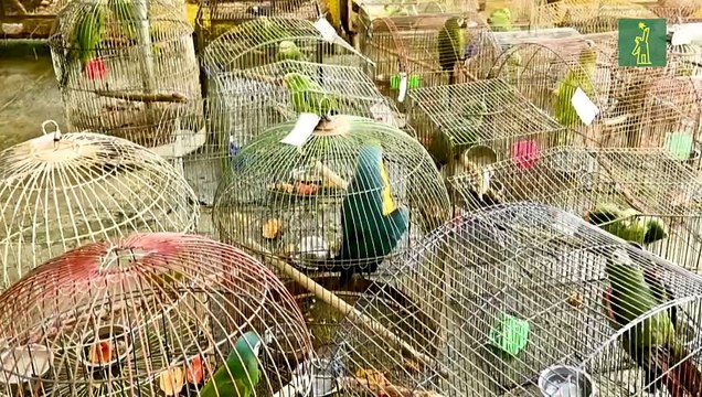Animales silvestres como mascotas, amenaza para la fauna en Colombia