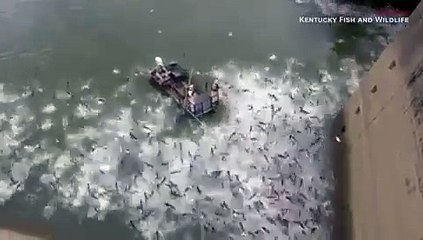 Peces descarga eléctrica