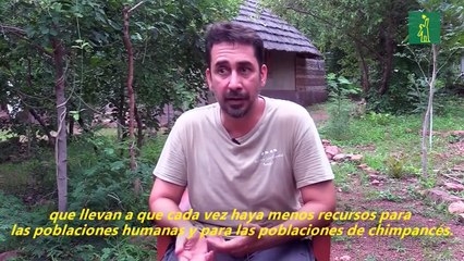 Los últimos chimpancés de Senegal