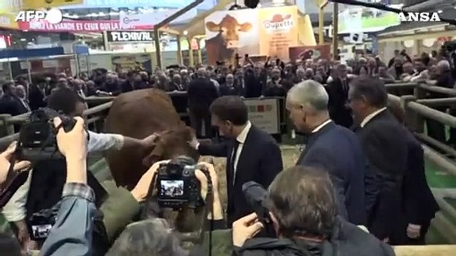 Macron al Salone dell'Agricoltura saluta anche la mucca Oupette, la mascotte