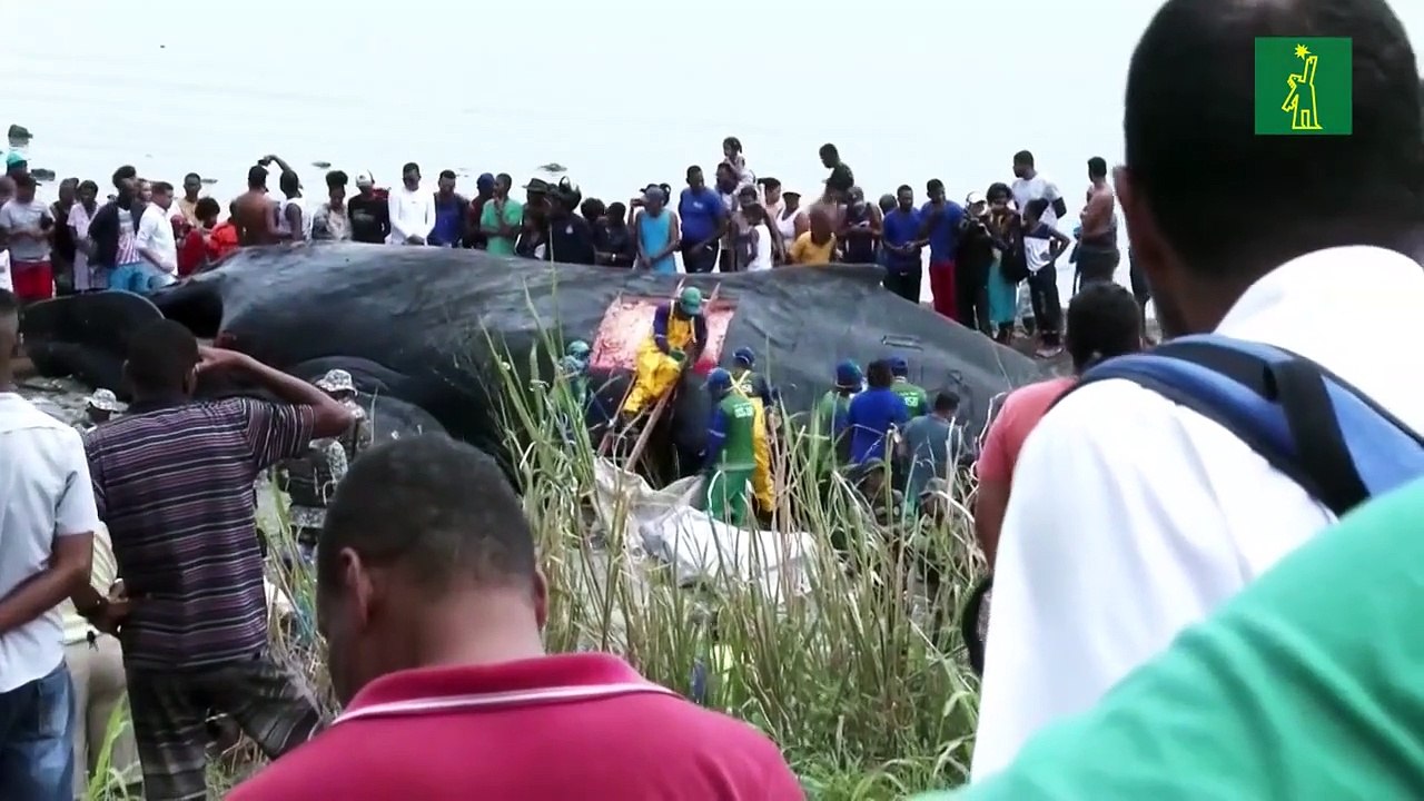 Dos ballenas mueren encalladas en playas de Brasil esta semana