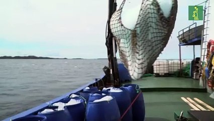 Los cazadores de icebergs viven tiempos de abundancia en Canadá