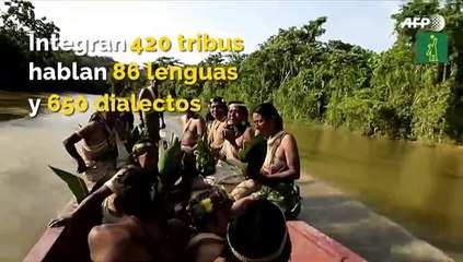Cinco cosas a saber sobre la Amazonia