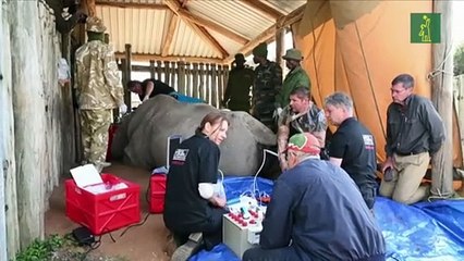 Científicos intentan salvar de la extinción al rinoceronte blanco