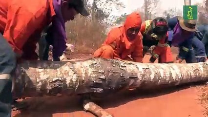 Tesón y voluntad marcaron a los bomberos voluntarios muertos en Bolivia
