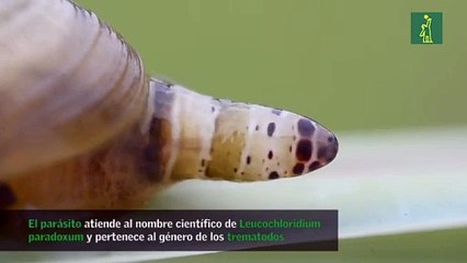 Caracol video