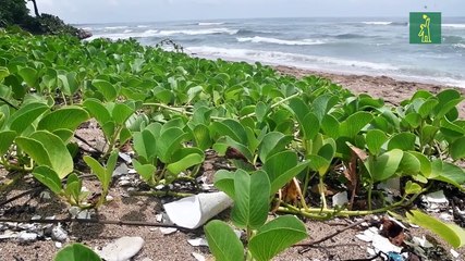 ¿De qué sirve limpiar las playas si los rios y cañadas siguen sucios?