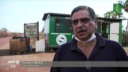 Aplacan incendios en Bolivia, pero para muchos animales fue demasiado tarde