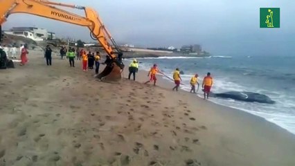 Muere ballena que había quedado varada en playa de Lima
