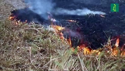 Brasil combate incendios en Amazonía tras aparición de focos nuevos