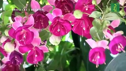 Unas 100.000 flores para revelar el esplendor del Ayuntamiento de Bruselas